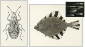 Digitization of Images of Natural History Specimens Project Complete